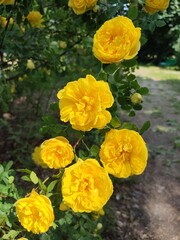 A bush of a yellow family rose in a summer flowering garden