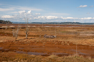 Dried bushes and stem in mud in the Billy Frank Jr. Nisqually National Wildlife Refuge, WA, USA