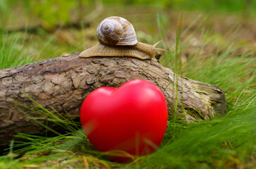 A snail crawls on a tree, a heart lies nearby in the grass. The heart is out of focus.