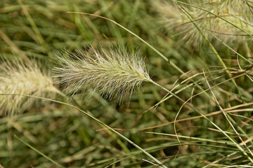 Closeup of feathertop grass flower, selective focus