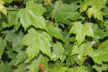 leaves of a maple
