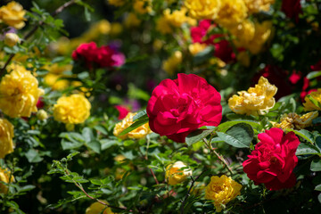 Nice  rose flowers with bokeh nature flora gardening macro, freshness and water drops