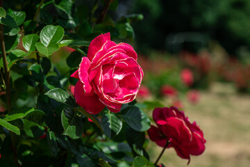 Nice  rose flowers with bokeh nature flora gardening macro, freshness and water drops