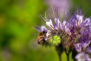 Honey bee collecting nectar on Phacelia tanacetifolia