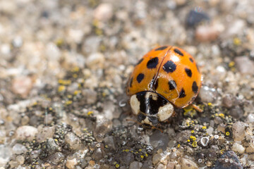 Orange ladybug with dots - Harmonia axyridis