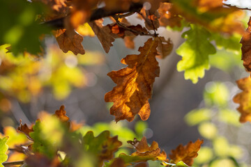 Autumn orange and green oak leaves