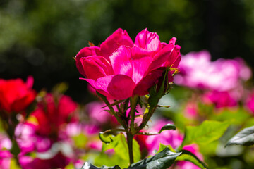 Shrub roses with pink fragrant flower buds against green natural background in spring, summer. Blossoming flowers in botanical garden, rosarium. Horticulture, gardening, plants care. Floral postcard.