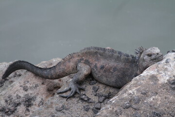 Iguana resting