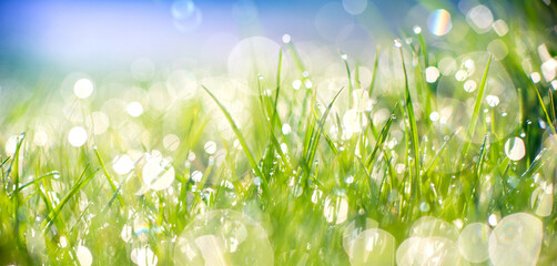 Close-up of morning dew or raindrops on green grass, background with bokeh and blur.