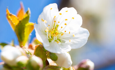 White flower of cherry or apple tree on a branch against a blue sky. Spring bloom