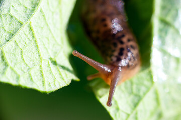 Snail without shell. Leopard slug Limax maximus, family Limacidae, crawls on green leaves. Spring, Ukraine, May