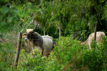 vaca
