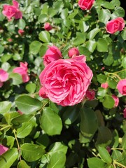 The photo shows raspberry-colored family rose bushes in the daytime. In abundance of leaves. Season spring, summer. Flowers at the peak of flowering.