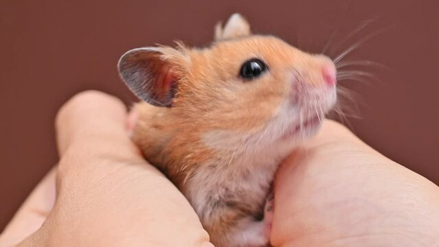 Small brown ginger fluffy hamster in female hands. Pet, mammal, rodent, Syrian hamster. Funny domestic mouse in hands close-up. Concept of care and love for pets. Cute hamster