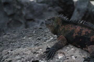 Face of iguana