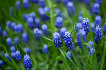 Blue spring flowers background blomming