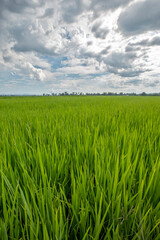 Rice paddy under sky with rain clouds