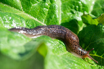 Large long slug, leopard slug Limax maximus, Limacidae family, crawling on green leaves. Spring, Ukraine, May