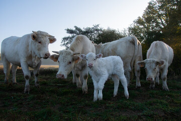 Obraz premium Vaches