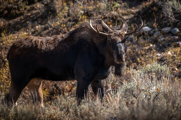Young Bull Moose in Bridger-Teton National Forest