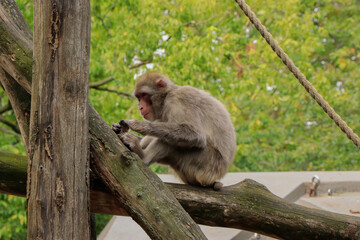 monkey deworming itself on a tree trunk in the zoo in summer