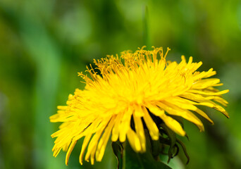 Spring flower yellow dandelion on green grass background.