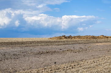 Fototapeta na wymiar A pile of manure lies in a farmer's field. The use of organic fertilizers in agriculture.