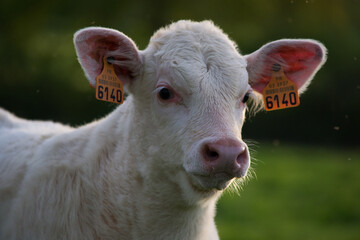 Vaches © francois