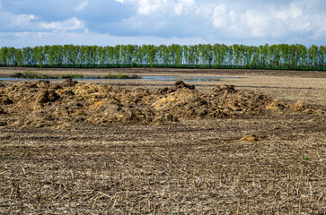 Manure lies in early spring on the field. Use of organic fertilizers
