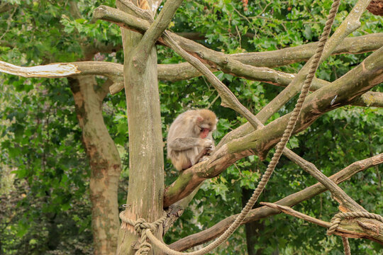 Monkey Deworming Itself On A Tree Trunk In The Zoo In Summer