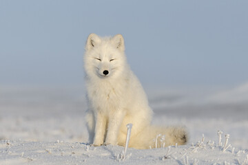 Arctic fox sitting close up.  White arctic fox with closed eyes.