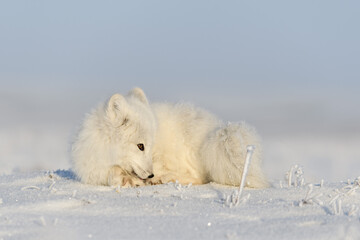 Obraz na płótnie Canvas Wild arctic fox (Vulpes Lagopus) in tundra in winter time. White arctic fox lying. Sleeping in tundra.