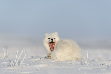 Obraz na płótnie Canvas Wild arctic fox (Vulpes Lagopus) in tundra in winter time. White arctic fox yawning.