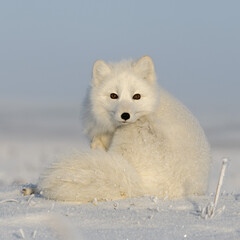Wild arctic fox (Vulpes Lagopus) in tundra in winter time. White arctic fox close up.