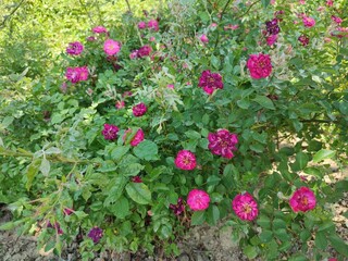 Naklejka premium The photo shows raspberry-colored family rose bushes in the daytime. In abundance of leaves. Season spring, summer. Flowers at the peak of flowering.