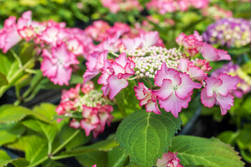 Selective focus on beautiful bush of blooming red, purple Hydrangea or Hortensia flowers (Hydrangea macrophylla) and green leaves under the sunlight in summer. Natural background.