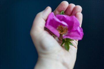 Fragment of a female hand holding a pink rosehip flower as the personification of innocence