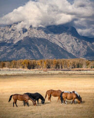 Grand Teton Horses in the pasture