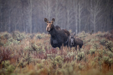 Cow Moose and Calf side by side