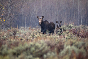 Cow Moose and Calf in the morning mist looking on