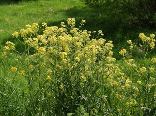 yellow flowers of wild plant Burias orientalis on meadow