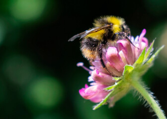 Bee with pollen on top of pink wild flower close up.