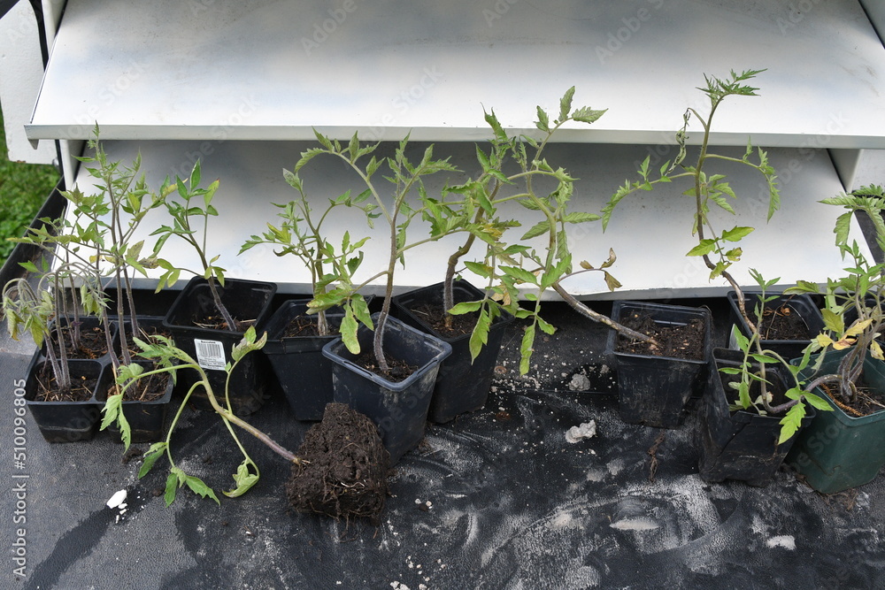 Canvas Prints tomato plant starts