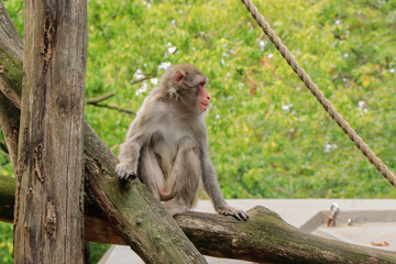 monkey resting on a tree trunk in the zoo in summer