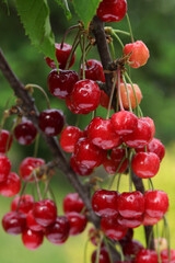 Sweet red Cherry. Sweet Cherries on a green background with water drops top view. Antioxidant Vitamin berry. Vegan vegetarian.  Ripe red berries of sweet cherries on a tree branch