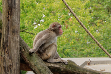 monkey resting on a tree trunk in the zoo in summer