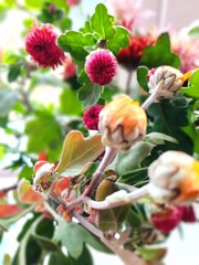 Photo of a houseplant with small buds and flowers. Twisted plant, dense foliage. Bright burgundy buds.