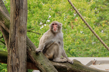 monkey resting on a tree trunk in the zoo in summer