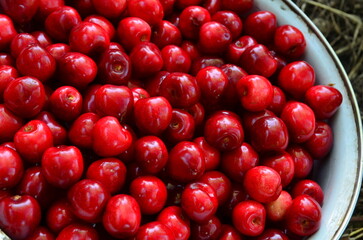 Freshly picked ripe cherries in a metal bowl.