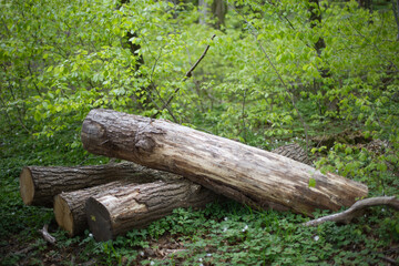 geschnittene Baumstämme im Wald nach Sturm
